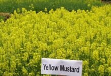 राजनांदगांव : जिले में प्राईस सपोर्ट स्कीम द्वारा एमएसपी पर खरीदी होने से सरसों फसल का रकबा बढ़ाने की तैयारी…