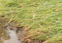 राजनांदगांव:बेमौसम बारिश ने अंचल के किसानों की बढ़ाई चिंता…