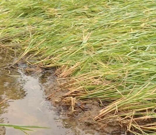 राजनांदगांव:बेमौसम बारिश ने अंचल के किसानों की बढ़ाई चिंता…