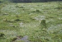 राजनांदगांव:किसानों को झेलनी पड़ रही है बेमौसम की बारिश की मार…