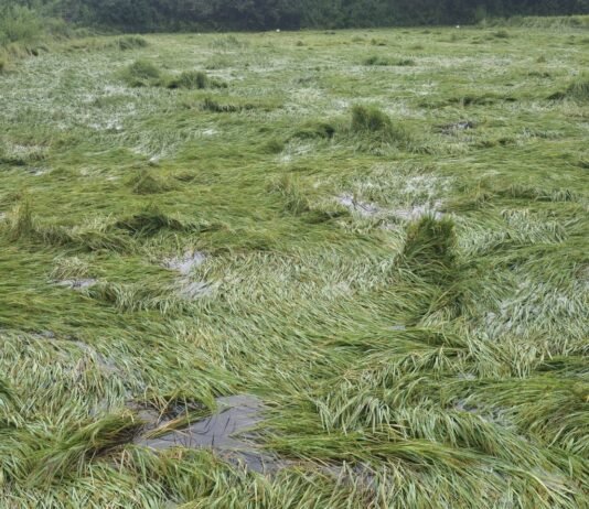 राजनांदगांव:किसानों को झेलनी पड़ रही है बेमौसम की बारिश की मार…