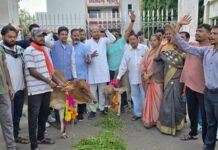राजनांदगांव: गौ वंश की दुर्दशा पर चिंता युवा कांग्रेस का प्रदर्शन…