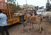राजनांदगांव:नगर निगम का मवेशी धरपकड अभियान शहर के अंदर एवं मेन रोड से पकड़े 18 मवेशी…