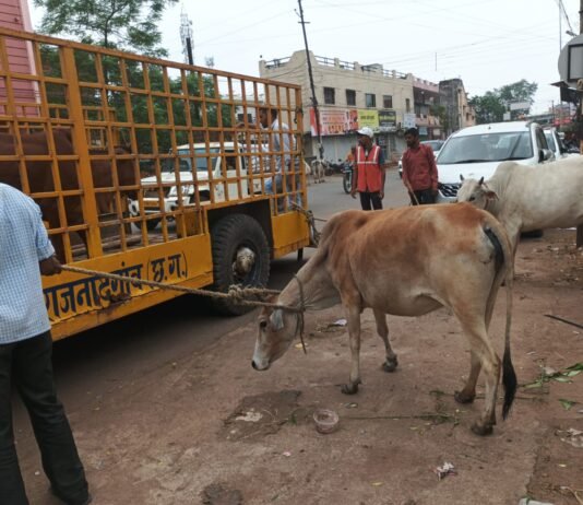 राजनांदगांव:नगर निगम का मवेशी धरपकड अभियान शहर के अंदर एवं मेन रोड से पकड़े 18 मवेशी…