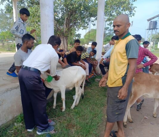 राजनांदगांव : ग्राम भोथीपारखुर्द पुराना में नि:शुल्क एक दिवसीय पशु चिकित्सा शिविर का हुआ आयोजन…
