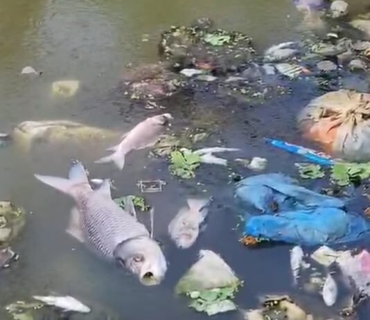 राजनांदगांव में बूढ़ासागर तालाब में हजारों मछलियां मरी, जांच में जुटा मत्स्य विभाग…