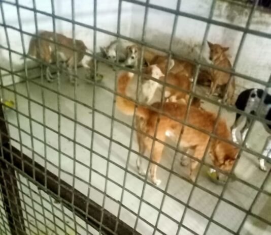 राजनांदगांव: नगर निगम ने चलाया बधियाकरण अभियान, 5 माह में 800 आवारा कुत्तो का हुआ बधियाकरण…