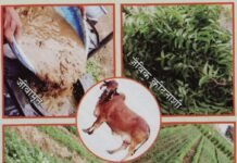 रायपुर : कृषि विश्वविद्यालय में प्राकृतिक खेती पर राष्ट्रीय संगोष्ठी कल…