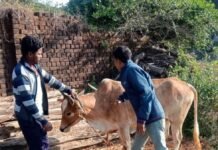 राजनांदगांव: पशु चिकित्सा विभाग की टीम द्वारा पशुओं का किया गया नि:शुल्क ईलाज…