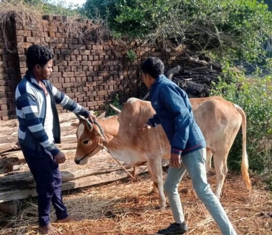 राजनांदगांव: पशु चिकित्सा विभाग की टीम द्वारा पशुओं का किया गया नि:शुल्क ईलाज…