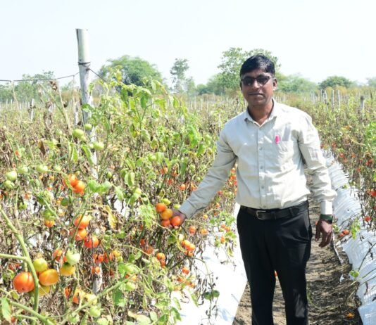 राजनांदगांव: टमाटर के भरपूर उत्पादन से किसान सुरेश सिन्हा को मिला बहुत फायदा…