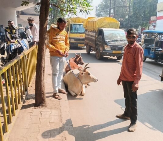 राजनांदगांव: नगर निगम का मवेशी धर-पकड अभियान…