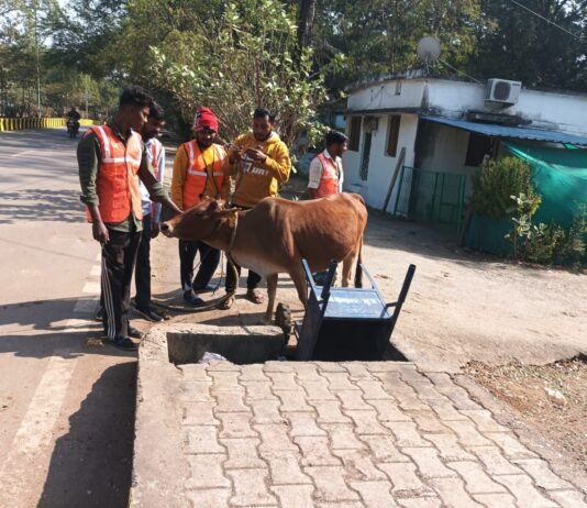 राजनांदगांव: मवेशी धर-पकड अभियान, निगम की टीम ने आज व कल में पकडे 14 मवेशी…