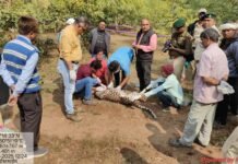 VISION TIMES: खैरागढ़–डोंगरगढ़ मार्ग पर तेंदुए की निर्मम हत्या, अंधविश्वास बना कारण…