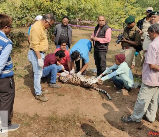 VISION TIMES: खैरागढ़–डोंगरगढ़ मार्ग पर तेंदुए की निर्मम हत्या, अंधविश्वास बना कारण…