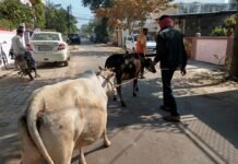 राजनांदगांव: नगर निगम का मवेशी धर पकड अभियान शहर के अंदर से आज पकडे 8 मवेशी…