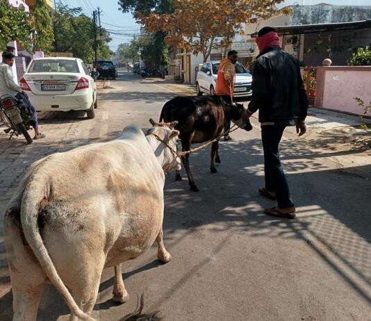 राजनांदगांव: नगर निगम का मवेशी धर पकड अभियान शहर के अंदर से आज पकडे 8 मवेशी…