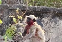 राजनांदगांव: आवारा कुत्तों के हमले से घायल हुआ बंदर, चिखली पुलिसकर्मियों की तत्परता से बची जान…