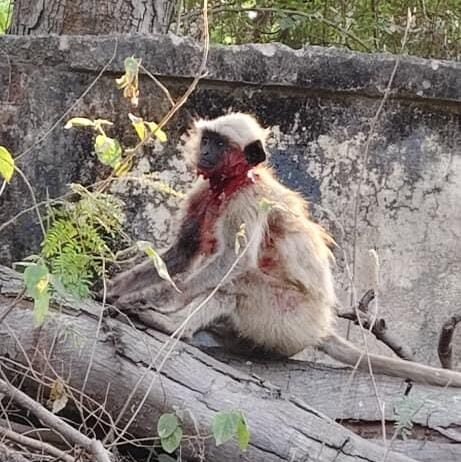 राजनांदगांव: आवारा कुत्तों के हमले से घायल हुआ बंदर, चिखली पुलिसकर्मियों की तत्परता से बची जान…