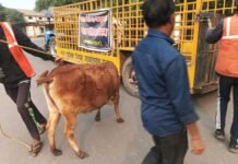 राजनांदगांव: मवेशी धर-पकड अभियान में पकड़े 7 मवेशी…