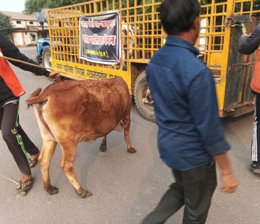 राजनांदगांव: मवेशी धर-पकड अभियान में पकड़े 7 मवेशी…