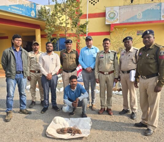 राजनांदगांव: वन्य प्राणी इंडियन ग्रे मुंगूस का शिकार करने वाला आरोपी गिरफ्तार, भेजा गया जेल…