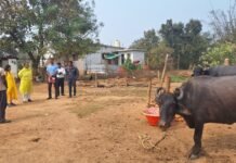 मोहला: राज्य डेयरी उद्यमिता विकास योजना के हितग्राहियों के घर पहुंचीं कलेक्टर…