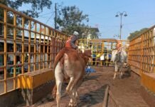 राजनांदगांव: नगर निगम का मवेशी धर-पकड अभियान,चौक चौराहो में बैठे व विचरण करते 6 मवेशी पकड़े…