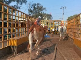 राजनांदगांव: नगर निगम का मवेशी धर-पकड अभियान,चौक चौराहो में बैठे व विचरण करते 6 मवेशी पकड़े…