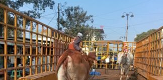 राजनांदगांव: नगर निगम का मवेशी धर-पकड अभियान,चौक चौराहो में बैठे व विचरण करते 6 मवेशी पकड़े…