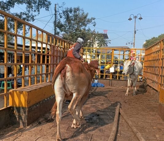 राजनांदगांव: नगर निगम का मवेशी धर-पकड अभियान,चौक चौराहो में बैठे व विचरण करते 6 मवेशी पकड़े…