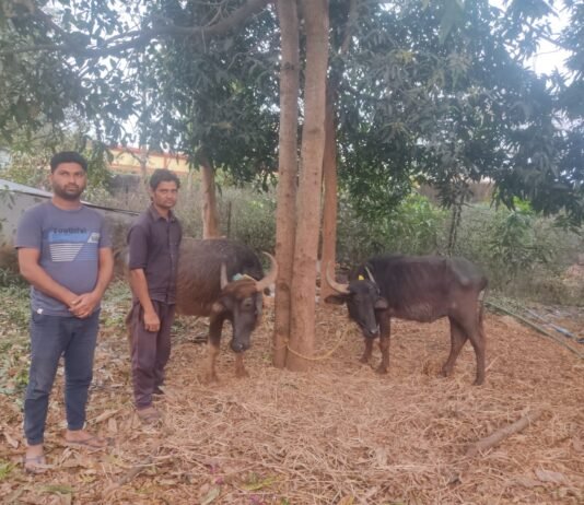 खैरागढ़: पशु तस्करी करते दो आरोपी गिरफ्तार…