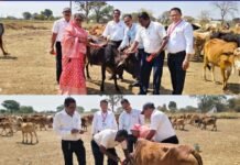 राजनांदगांव: ग्राम खपरी कला में गौ संरक्षण अभियान, गायों के सींग में लगाई गई लाल रेडियम पट्टी…