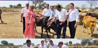 राजनांदगांव: ग्राम खपरी कला में गौ संरक्षण अभियान, गायों के सींग में लगाई गई लाल रेडियम पट्टी…