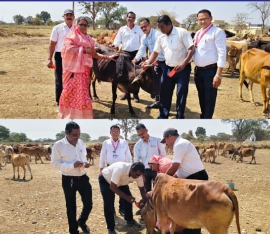 राजनांदगांव: ग्राम खपरी कला में गौ संरक्षण अभियान, गायों के सींग में लगाई गई लाल रेडियम पट्टी…