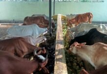 राजनांदगांव: मवेशी धर-पकड अभियान, निगम की टीम ने पकडे 6 मवेशी…