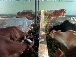 राजनांदगांव: मवेशी धर-पकड अभियान, निगम की टीम ने पकडे 6 मवेशी…