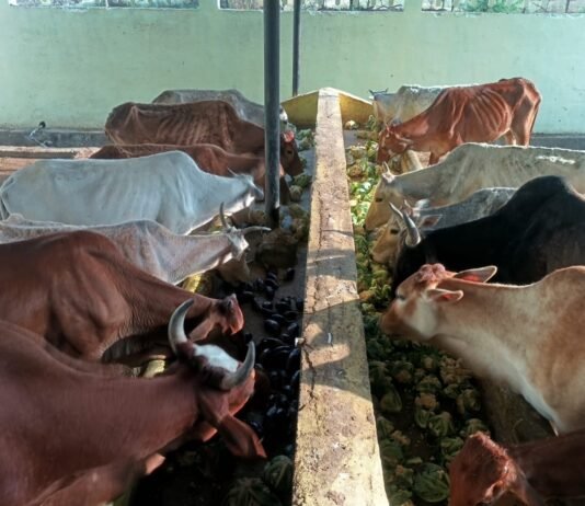 राजनांदगांव: मवेशी धर-पकड अभियान, निगम की टीम ने पकडे 6 मवेशी…