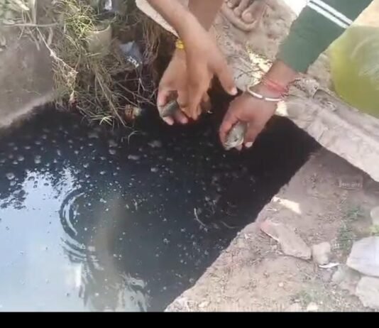 राजनांदगांव: नाला बना तालाब, मछलियां बनीं विरोध का हथियार —शास्त्री संग युवा नेताओं का अनोखा प्रदर्शन…