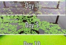 राजनांदगांव: नील हरित शैवाल फसलों के लिए सस्ता और टिकाऊ जैविक उर्वरक…