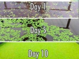 राजनांदगांव: नील हरित शैवाल फसलों के लिए सस्ता और टिकाऊ जैविक उर्वरक…