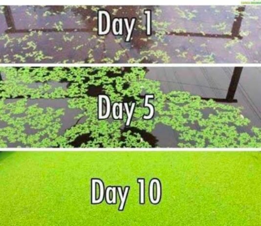 राजनांदगांव: नील हरित शैवाल फसलों के लिए सस्ता और टिकाऊ जैविक उर्वरक…