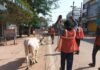 राजनांदगांव: मवेशी धर-पकड अभियान, निगम की टीम ने पकडे 12 मवेशी…