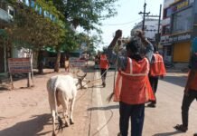 राजनांदगांव: मवेशी धर-पकड अभियान, निगम की टीम ने पकडे 12 मवेशी…