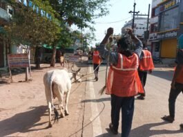 राजनांदगांव: मवेशी धर-पकड अभियान, निगम की टीम ने पकडे 12 मवेशी…