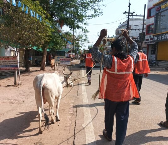 राजनांदगांव: मवेशी धर-पकड अभियान, निगम की टीम ने पकडे 12 मवेशी…