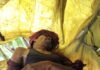 महासमुंद: खेत की रखवाली कर रहे पिता-पुत्र पर गिरी आकाशीय बिजली, पुत्र की मौत, पिता घायल…