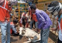राजनांदगांव: भरी दोपहरी में भी निगम का मवेशी धर-पकड अभियान जारी,रात की टीम प्रतिदिन मवेशी हकालने में भीड़ा…
