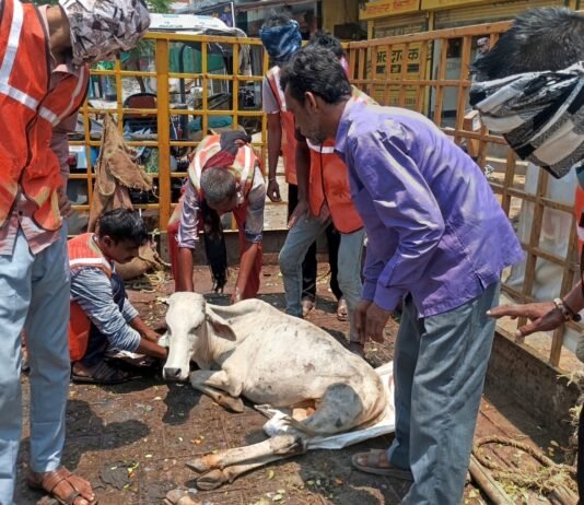 राजनांदगांव: भरी दोपहरी में भी निगम का मवेशी धर-पकड अभियान जारी,रात की टीम प्रतिदिन मवेशी हकालने में भीड़ा…