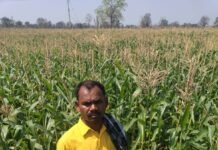 राजनांदगांव: धान के बदले मक्का की खेती बनी फायदे का सौदा…